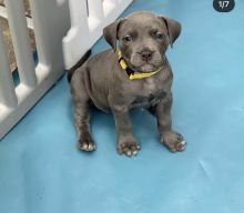 Amazing Bluenose pit bull puppies available for adoption.