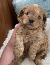 Amazing cavapoo puppies available for adoption.