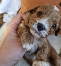 Amazing cavapoo puppies available for adoption.