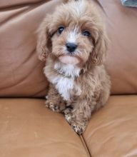 Amazing cavapoo puppies available for adoption.