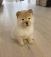 Amazing Chow chow Bpuppies available for adoption.