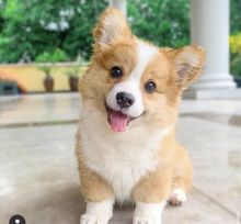 Amazing corgi Bpuppies available for adoption.