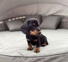 Amazing dachshund Bpuppies available for adoption.