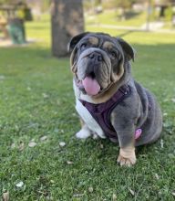 Amazing English bulldog puppies available for adoption.