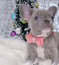 Amazing French bulldog puppies available for adoption.