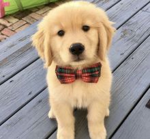 Amazing GOLDEN RETRIEVER Bpuppies available for adoption.