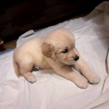 Amazing Labrador retriever available for adoption.