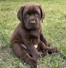 Amazing Labrador retriever puppies available for adoption.