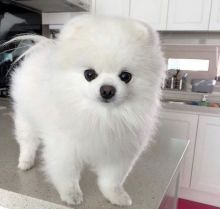 Amazing Pomeranian available for adoption.