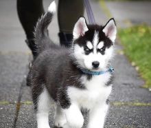 Amazing SIBERIAN HUSKY puppies available for adoption.