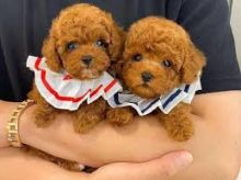 Amazing Toy poodle puppies. text us (onellabetilla@gmail.com)