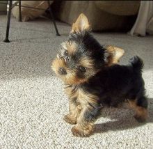 Amazing yorkie puppies available for adoption.