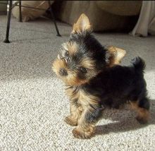 Amazing yorkieavailable for adoption.