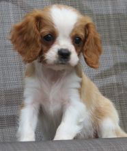 Cavalier King Charles Spaniel Puppies.text us (onellabetilla@gmail.com)