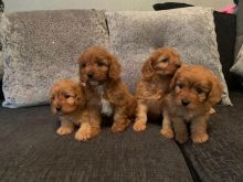 Cavapoo Puppies for Adoption. Contact rayanderks2018@gmail.com