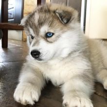 C.K.C MALE AND FEMALE SIBERIAN HUSKY PUPPIES AVAILABLE