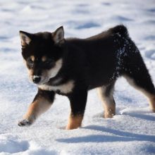 CKC Shiba Inu Puppies for adoption.