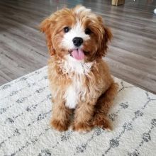gift for Adoption of cute Cavapoo puppies