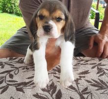 Gorgeous Beagle Puppies for Sale text us (onellabetilla@gmail.com)