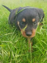 Healthy Male and female Rottweiler puppies for Adoption