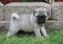 Healthy Pug puppies for sale text us (onellabetilla@gmail.com)