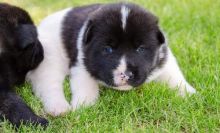 Lovely Akita puppies text us (onellabetilla@gmail.com)