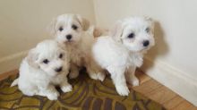 Lovely Maltese Puppies for adoption merrymaltesepuppies@gmail.com