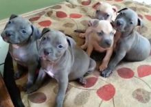 Pit Bull Amazing pit bull -terrier puppies. text us (onellabetilla@gmail.com)