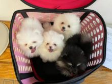 Pretty Pomeranian Puppies for Adoption Contact via... lovelypomeranian155@gmail.com