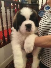Saint Bernard Puppies - Updated On All Shots Available For Rehoming