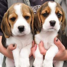 Sweet Male and Female Beagle puppies for adoption.