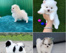 Teacup Pomeranian puppies both males and females Contact via... lovelypomeranian155@gmail.com
