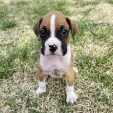 These Boxer puppies are ready to go to a new home text us (onellabetilla@gmail.com)