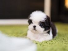 Top Quality Kc Beautiful Beautiful Shih Tzu Puppies text us (onellabetilla@gmail.com)
