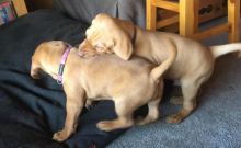 Vizsla Puppies - Updated On All Shots Available For Rehoming