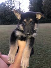 We have a male & a female German Shepherd puppies for adoption text us (onellabetilla@gmail.com)