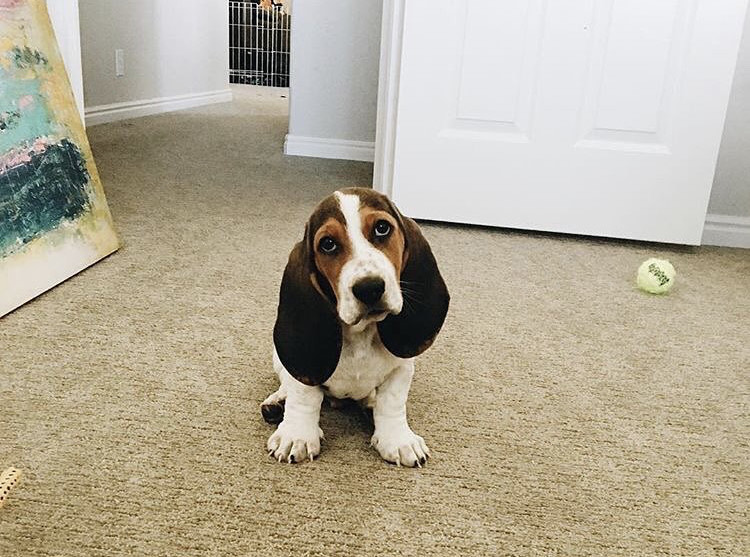 Amazing Basset hound puppies available for adoption. Image eClassifieds4u