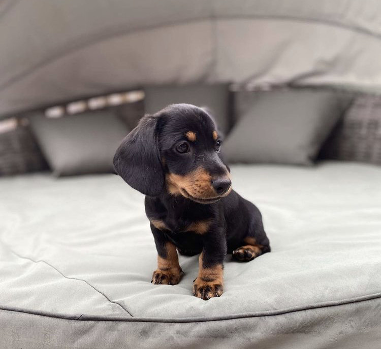 Amazing dachshund Bpuppies available for adoption. Image eClassifieds4u
