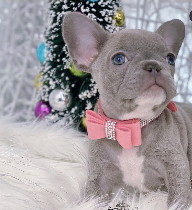 Amazing French bulldog puppies available for adoption. Image eClassifieds4u