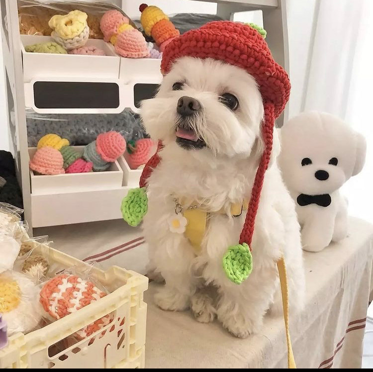 Amazing Maltese available for adoption. Image eClassifieds4u