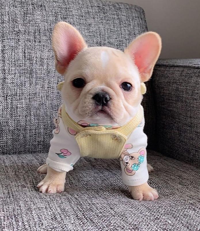 Attractive male and female French bulldog puppies Image eClassifieds4u