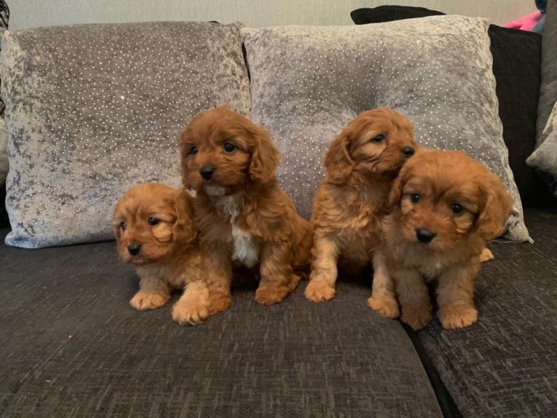 Cavapoo Puppies for Adoption. Contact rayanderks2018@gmail.com Image eClassifieds4u