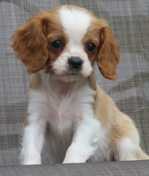 jkjkjCavalier King Charles Spaniel puppies for good home text us (onellabetilla@gmail.com) Image eClassifieds4u