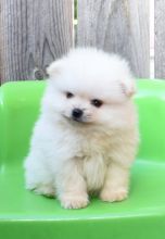 Beautiful Pomeranian puppies text us (onellabetilla@gmail.com) Image eClassifieds4U