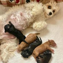 Cavapoo Puppies for Adoption Email us via diketonto0@gmail.com for more info Image eClassifieds4U