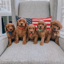 Golden Mini Doodle Puppies for Adoption : Email me via ...kaileynarinder31@gmail.com Image eClassifieds4U