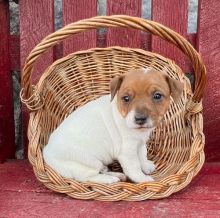 Gorgeous Jack russell puppies for sale text us (onellabetilla@gmail.com) Image eClassifieds4U