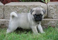 Healthy Pug puppies for sale text us (onellabetilla@gmail.com) Image eClassifieds4U