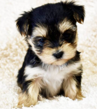Morkie puppies available Image eClassifieds4u 4