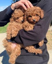 Toy Poodle puppies both males and females available. Contact : kaileynarinder31@gmail.com Image eClassifieds4U
